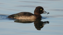 DSCN2895：キンクロハジロ（メス）