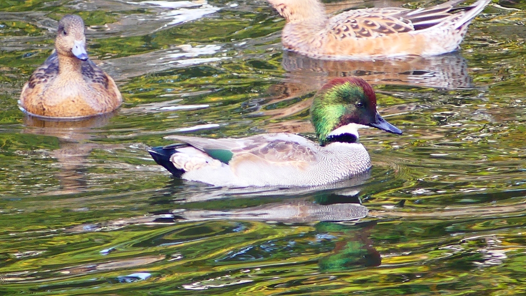 P2390620：ヨシガモ（オス）