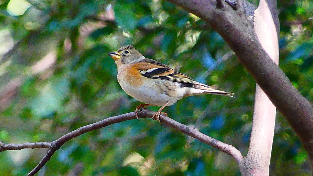 P2360350：アトリ