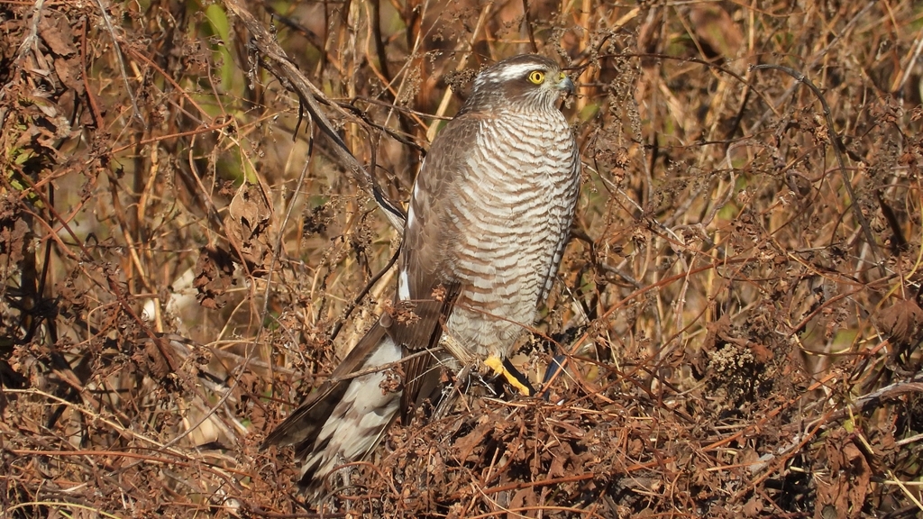 DSCN5480：ハイタカ