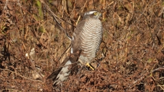 DSCN5480：ハイタカ