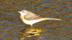 DSCN3664：キセキレイ