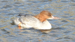 DSCN1528：カワアイサ（メス）