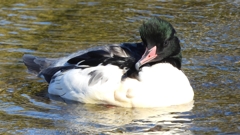 DSCN1641：カワアイサ（オス）