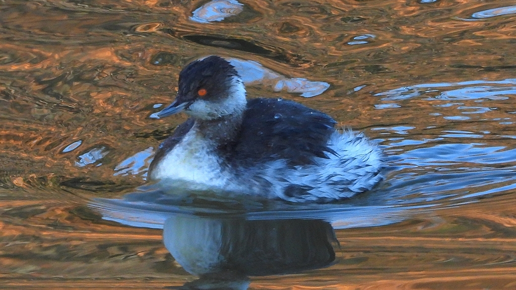 DSCN7044：ハジロカイツブリ