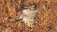 DSCN5518：ハイタカ