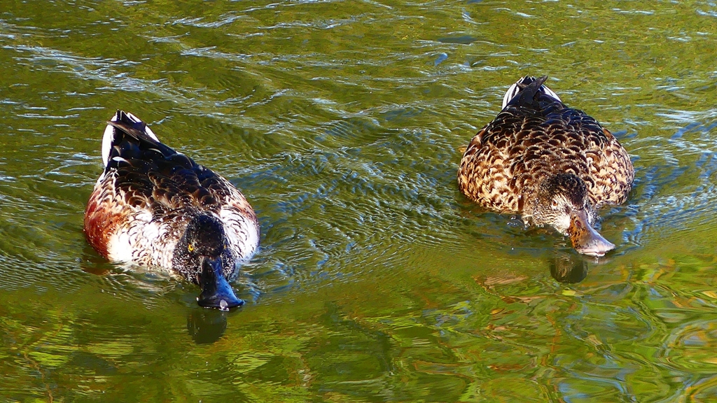 P2360084：ハシビロガモ