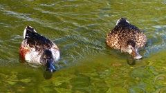 P2360084：ハシビロガモ