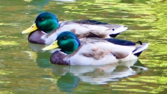 P2330720：マガモ