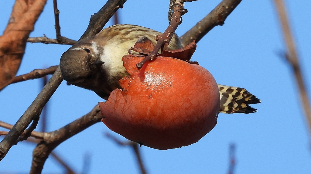 DSCN8654：コゲラ