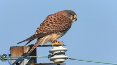 DSCN6610：チョウゲンボウ