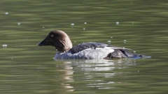 DSCN2329：ホオジロガモ（メス）