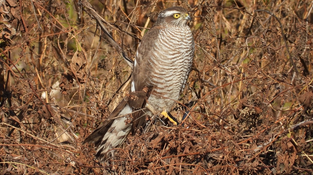 DSCN5478：ハイタカ