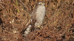 DSCN5478：ハイタカ