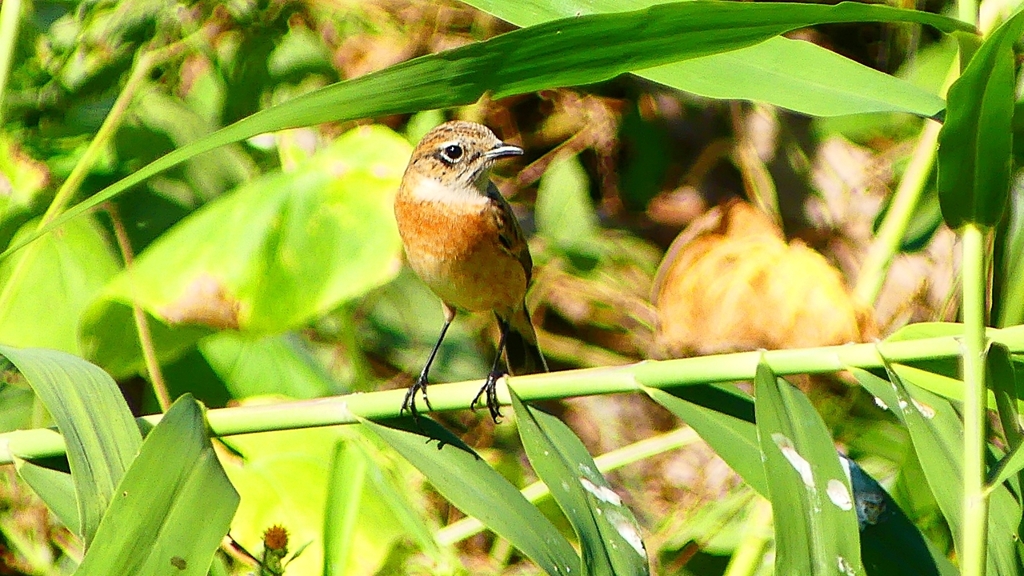 P2300220：ノビタキ