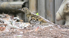 P1010169：トラツグミ