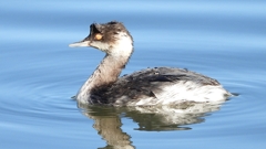 DSCN4965：ハジロカイツブリ