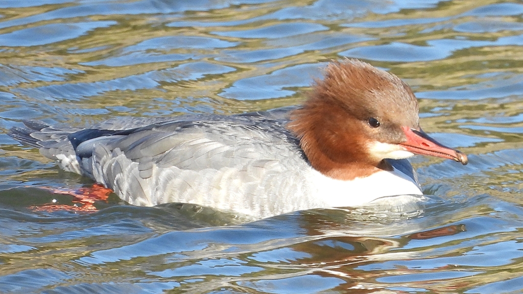 DSCN1624：カワアイサ（メス）