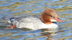 DSCN1624：カワアイサ（メス）