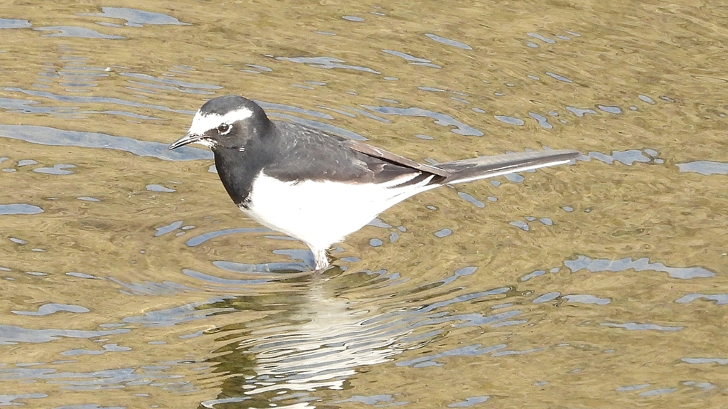 DSCN7525：セグロセキレイ