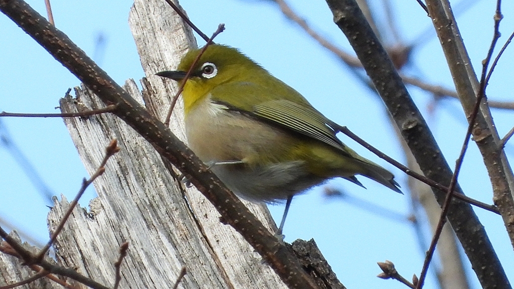 DSCN6195：メジロ