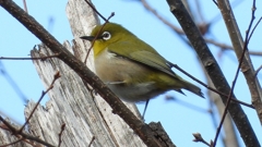 DSCN6195：メジロ