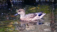 P2390692：ヨシガモ（メス）