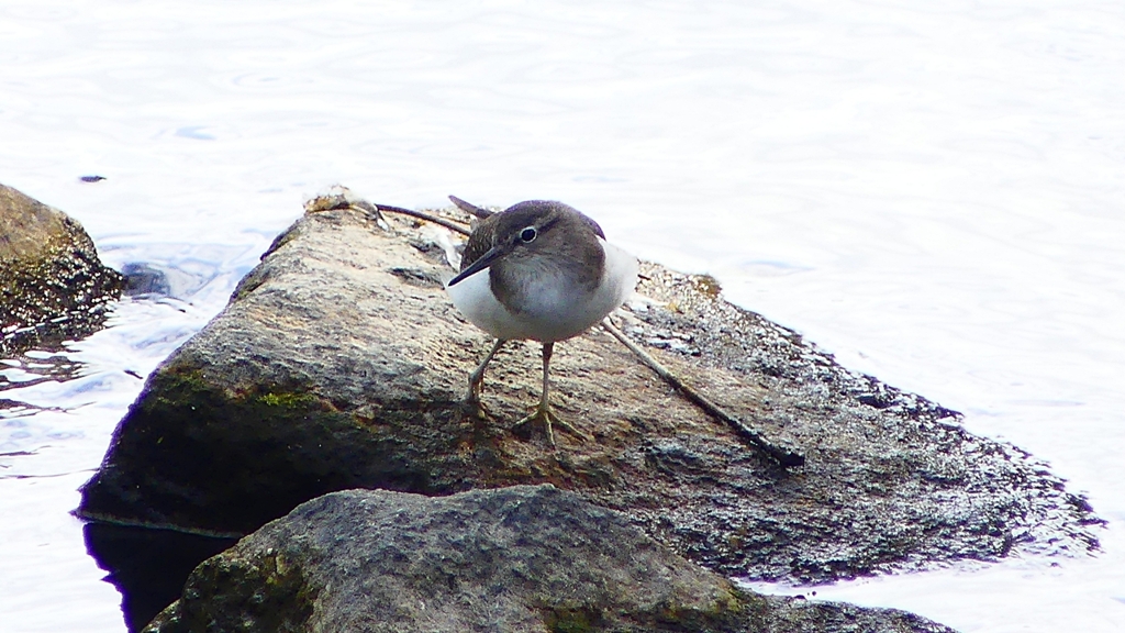 P2290096：イソシギ