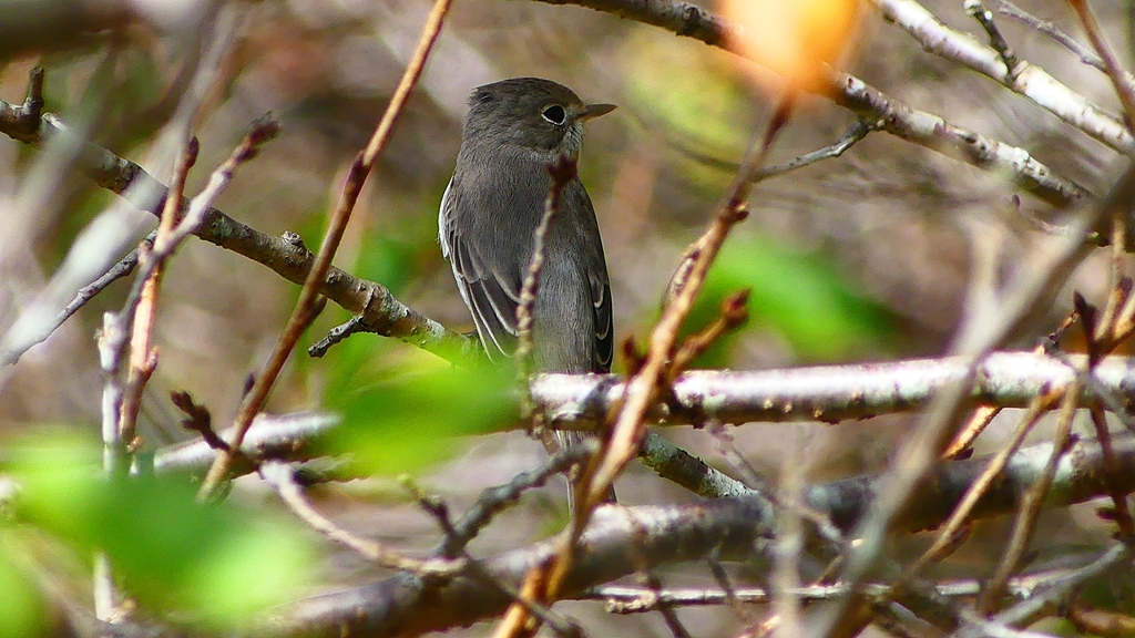 P2260627：コサメビタキ