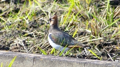 P2340655：タゲリ