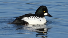 DSCN2573：ホオジロガモ（オス）