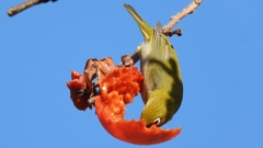 DSCN8717：メジロ