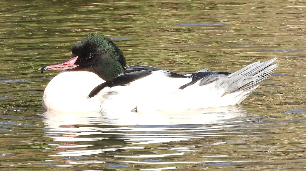 DSCN1815：カワアイサ（オス）