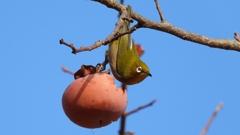 DSCN8631：メジロ