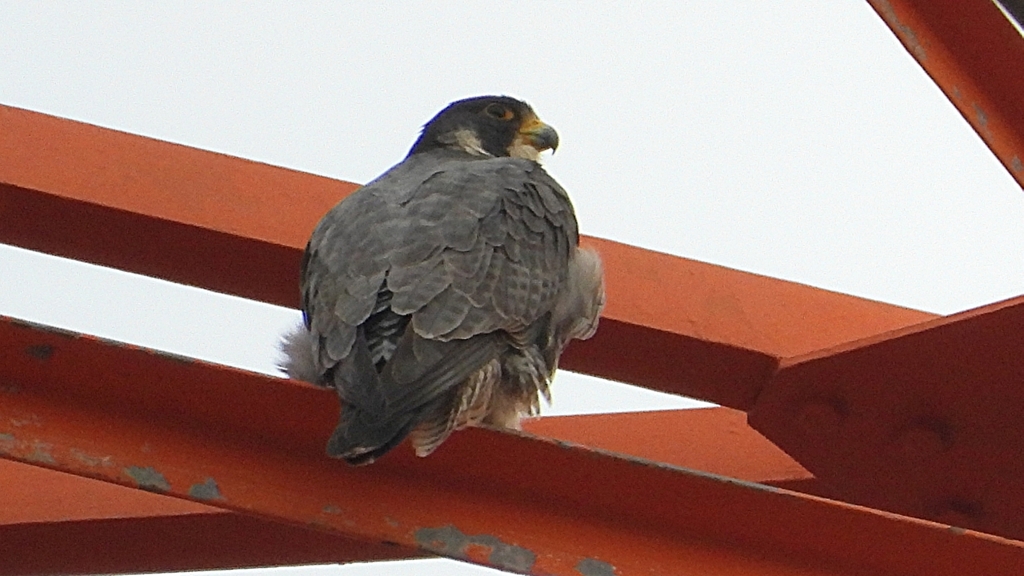 DSCN3443：ハヤブサ