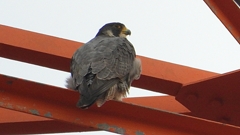 DSCN3443：ハヤブサ