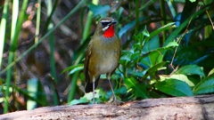 P2300850：ノゴマ（オス）