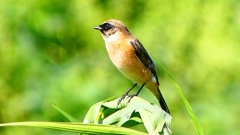P2300183：ノビタキ