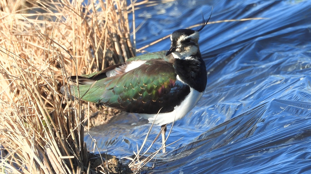 DSCN6619：タゲリ