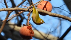 DSCN7704：メジロ