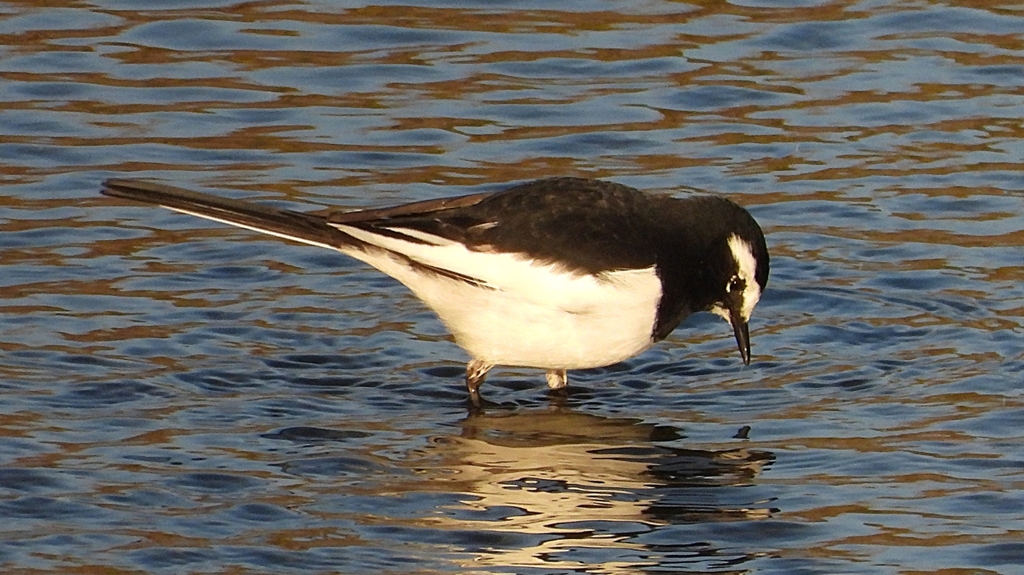 DSCN3652：セグロセキレイ