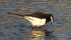 DSCN3652：セグロセキレイ