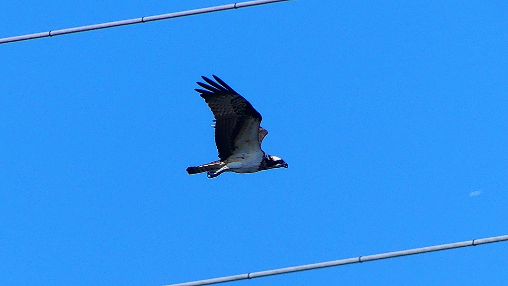 P2270457：飛ぶミサゴ