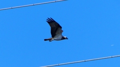 P2270457：飛ぶミサゴ