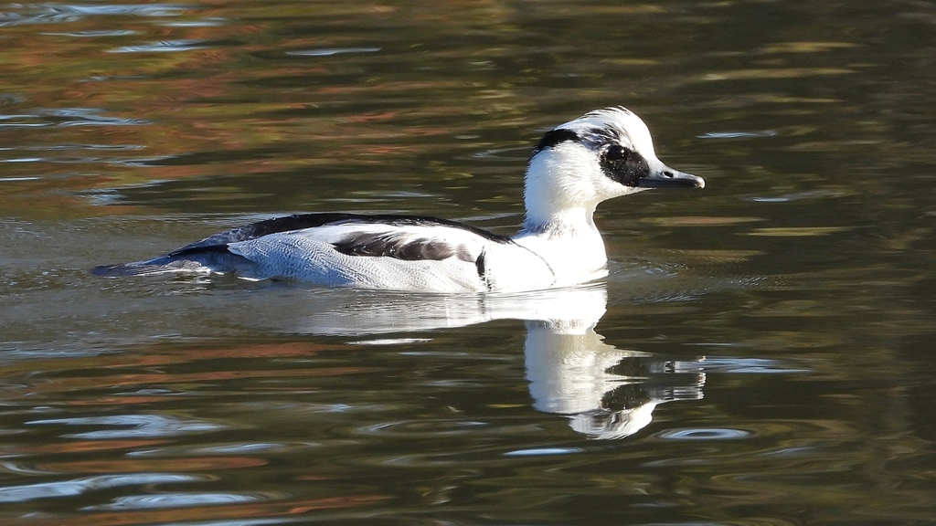 DSCN4935：ミコアイサ（オス）