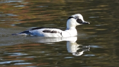 DSCN4935：ミコアイサ（オス）