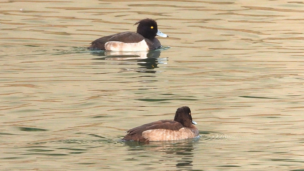 DSCN7177：キンクロハジロ