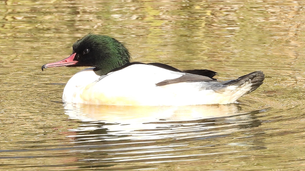 DSCN1915：カワアイサ（オス）