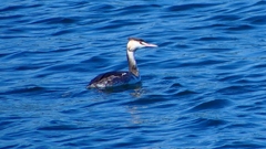 P2320715：カンムリカイツブリ