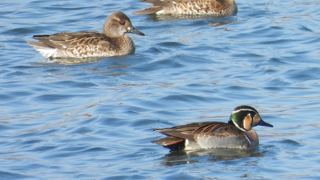 DSCN1083：トモエガモ